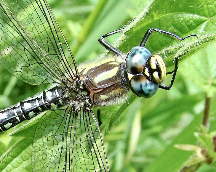 hairy dragonfly